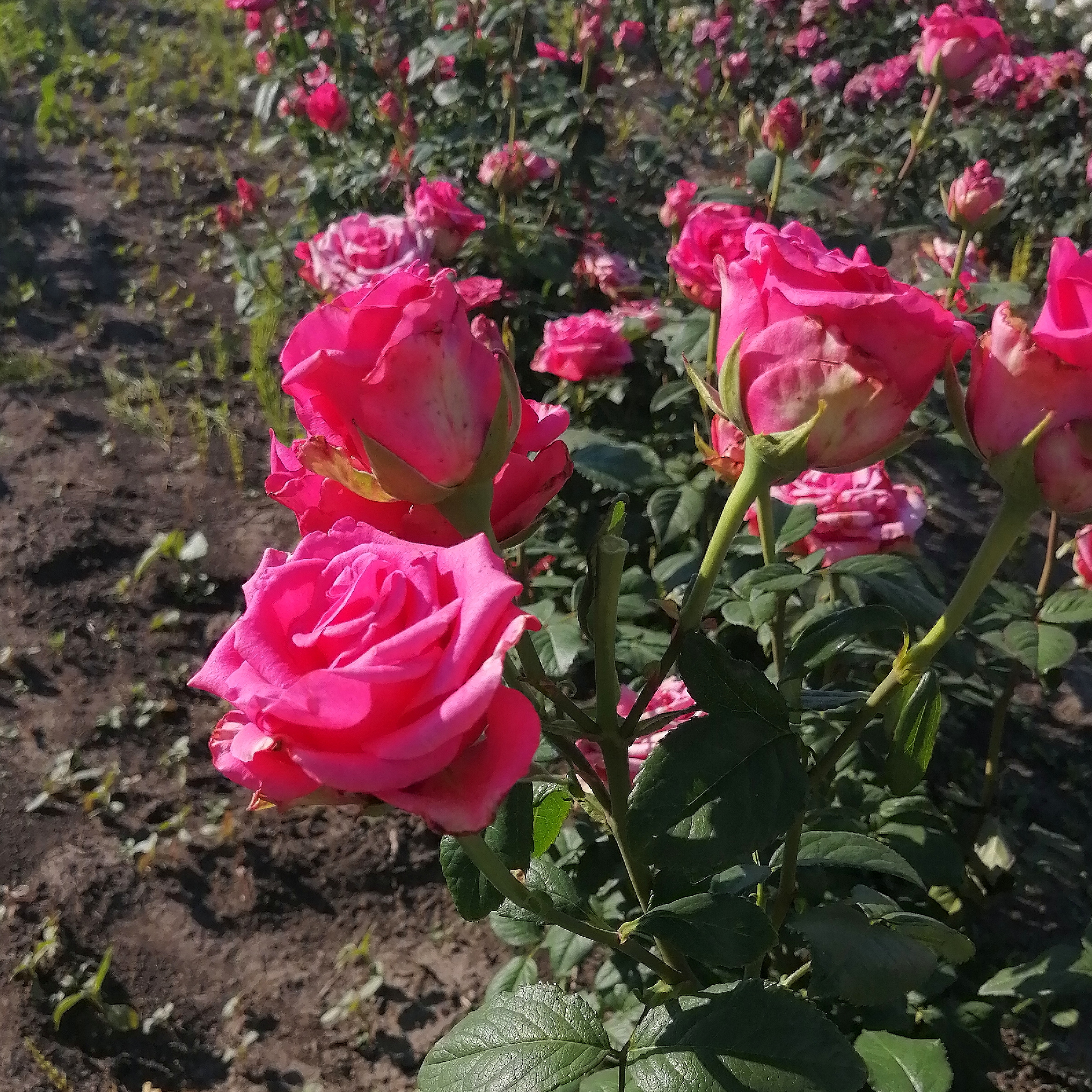 ХОТ ЕКСПЛОРЕР( Hot Explorer) зрізочна новинка