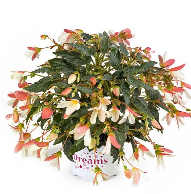 Бегонія Dreams Waterfall Bicolour ( касетна розсада )