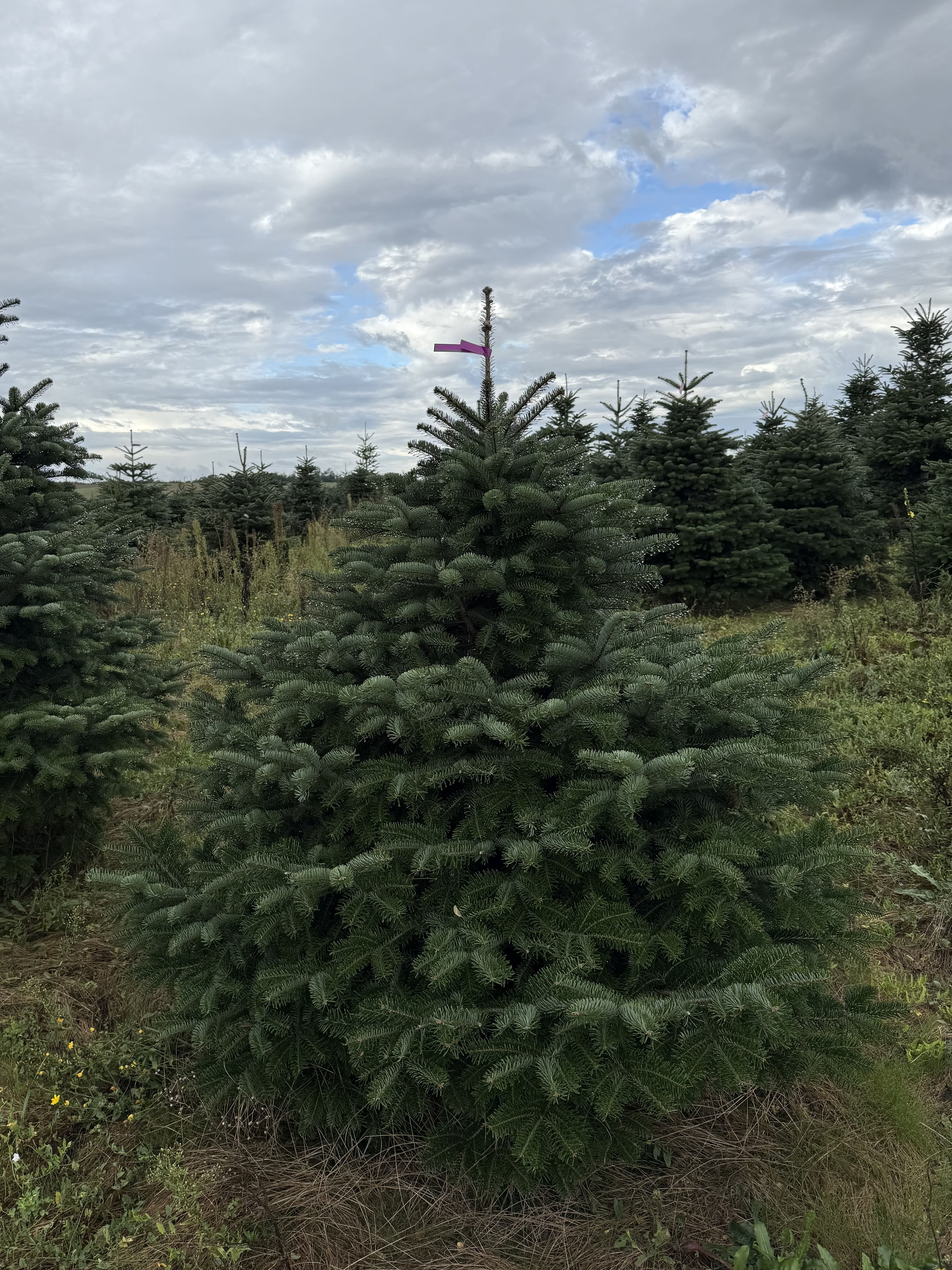 Ялиця Нордман 1.5-1.75 м