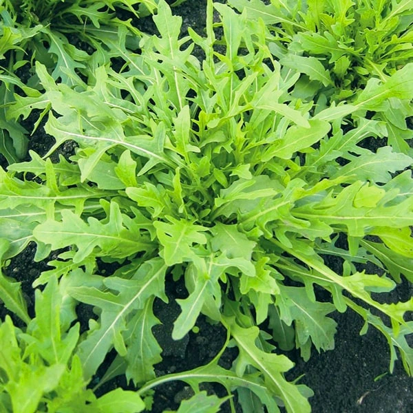 ТРІЦІЯ / TRITSIYA  рукола, Enza Zaden