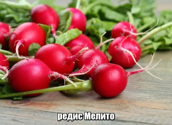 МЕЛІТО F1 / MELITO F1 - Редис, Hazera 250 г