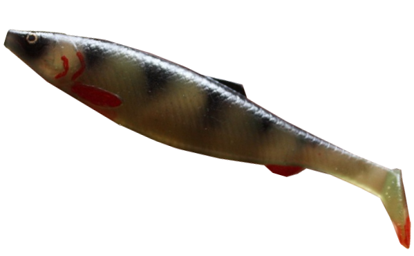 Herring Shad 4