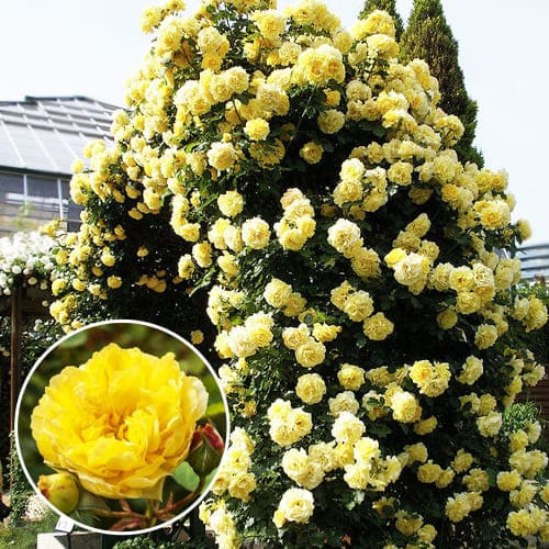 Троянда плетиста Голден Гейт