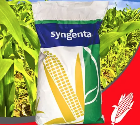 Насіння кукурудзи СИ Марімба Syngenta Кукурудза високої врожайності та стресостійкості