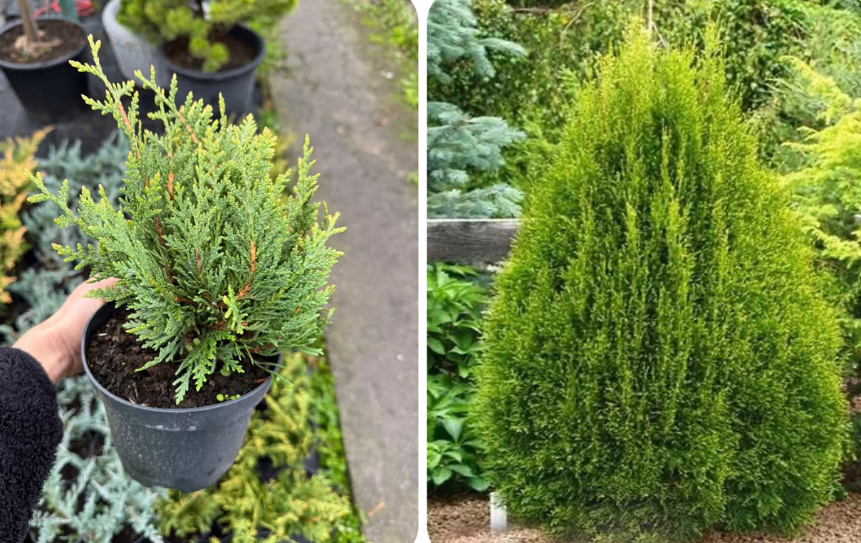 Туя Літл бол