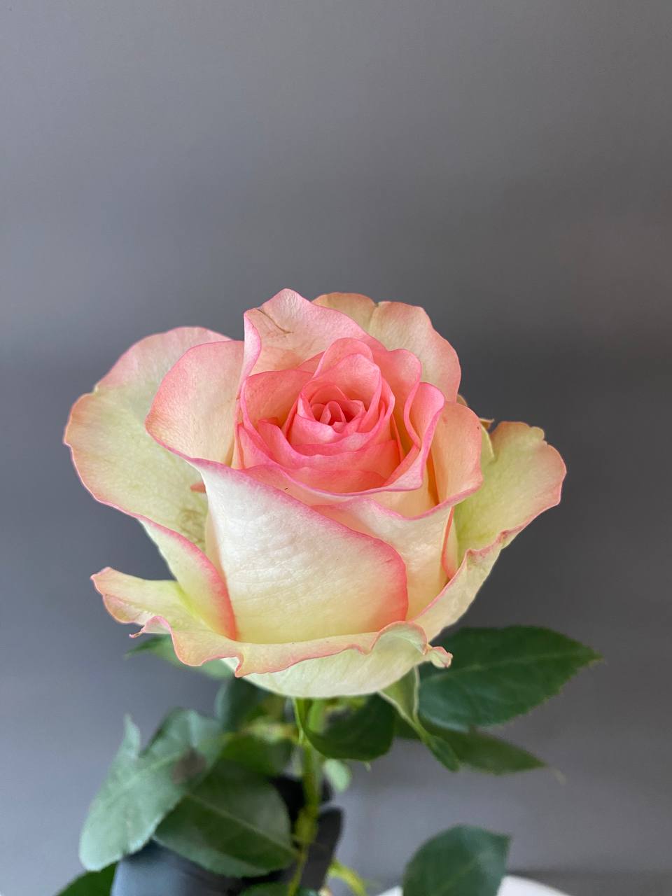 Jumilia 70 cm