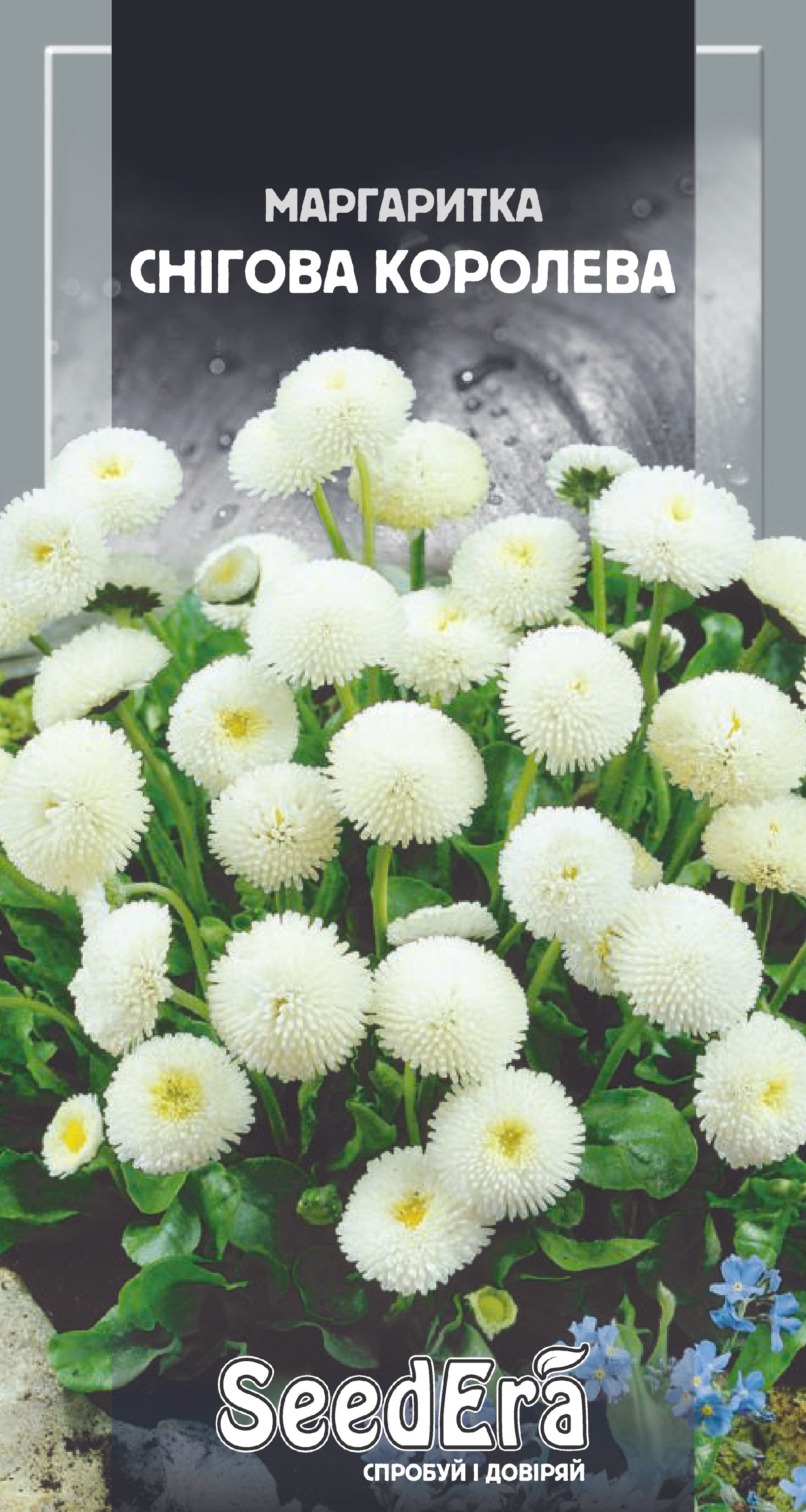 Насіння Квіти Маргаритка Снігова Королева дворічна, 0,1 г