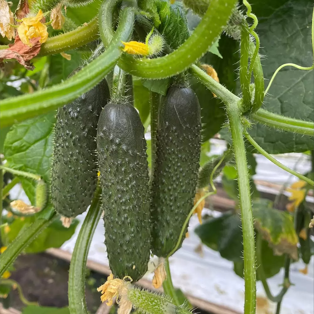 ES 22001 F1 - Огірок Партенокарпічний, Ergon seeds 100 нас.