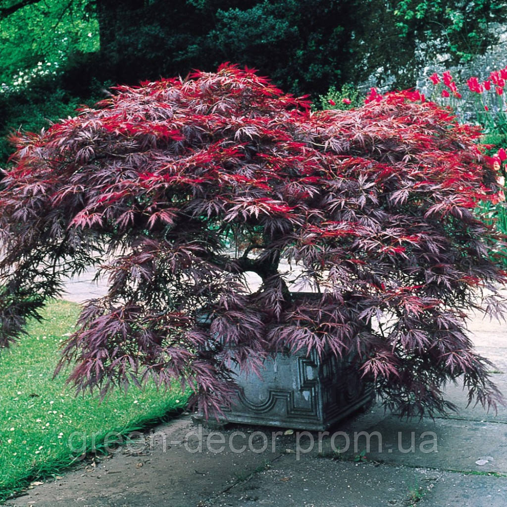 Клен пальмолистий 'Гарнет' Ра Acer palmatum 'Garnet' (Pa)  50-70/40-55 С5