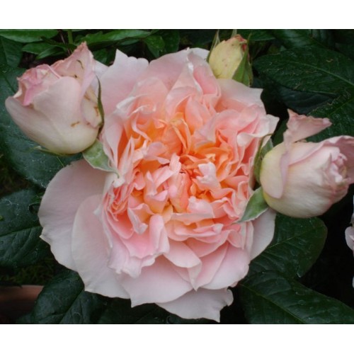 Reflets de Nacre - Рефле де Накр