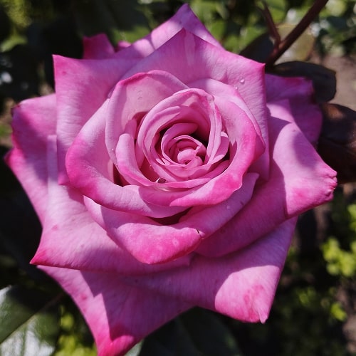 Нью Орлеан (New Orleans)