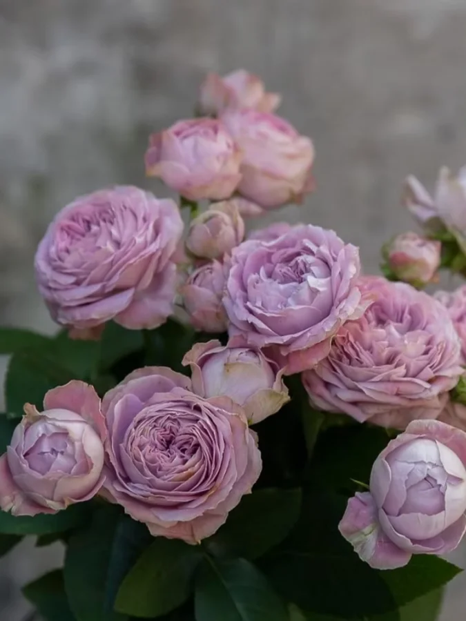 Троянда дрібноквіткова Blossom Bubbles (Дуже ароматна!)