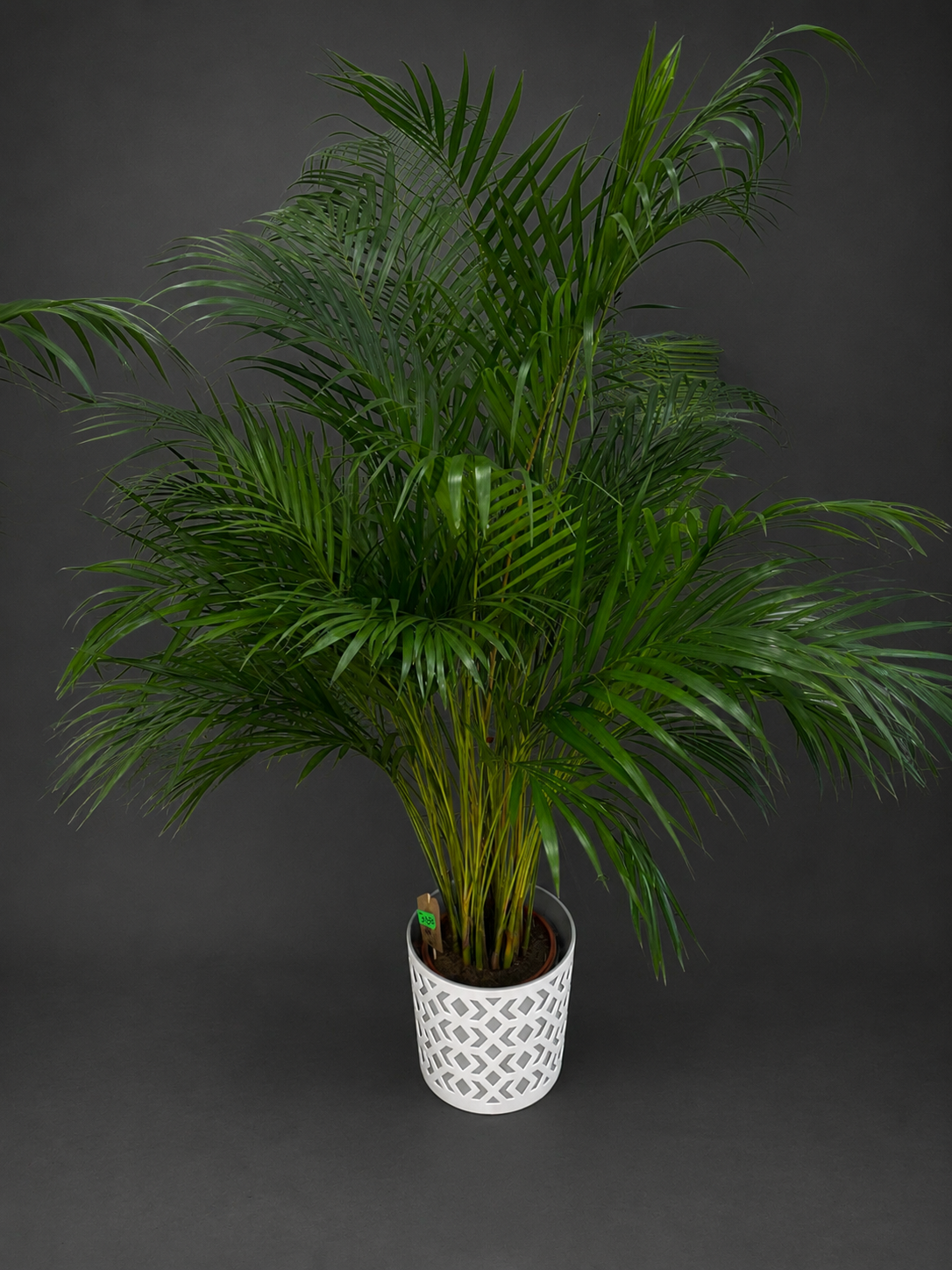 Dypsis  1,60 cm