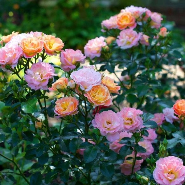 Піч Дріфт — Peach Drift