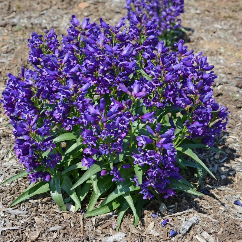 Пенстемон Rock Candy Purple ( в горщику )