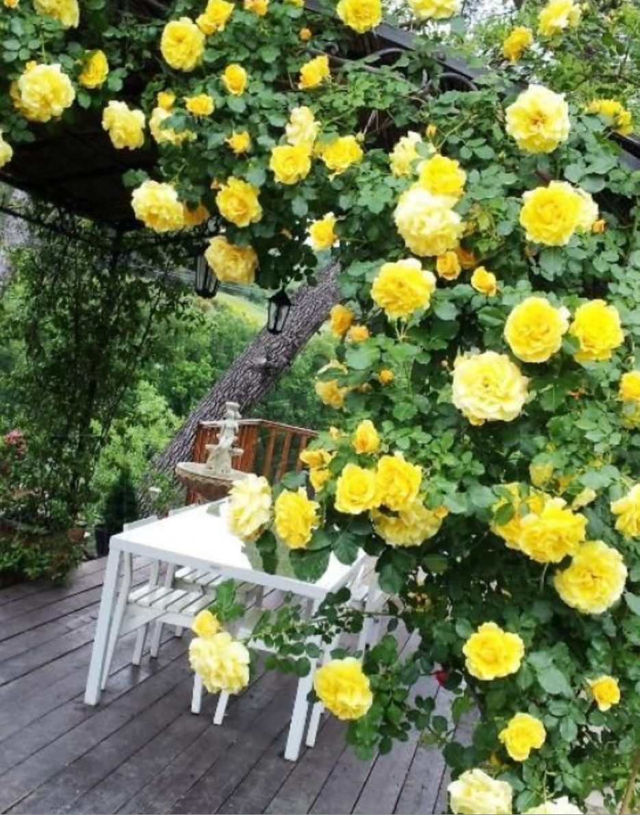 Троянда плетиста казіно 2р ( ЗКС)