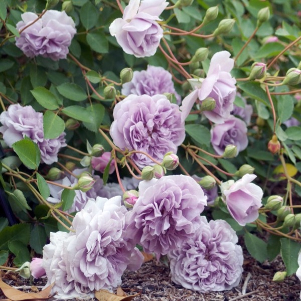 Рейні Блю (Дощова Блакить) — Rainy Blue