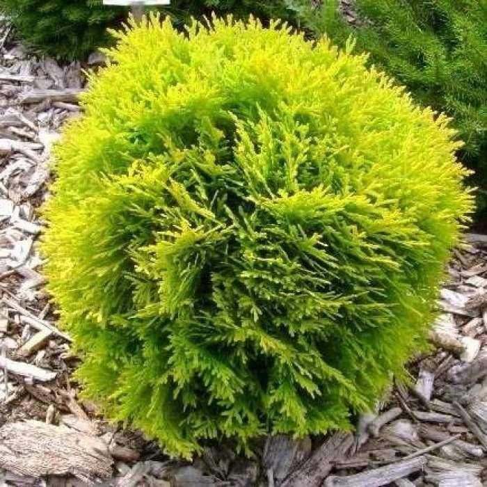 Туя західна Danica Aurea