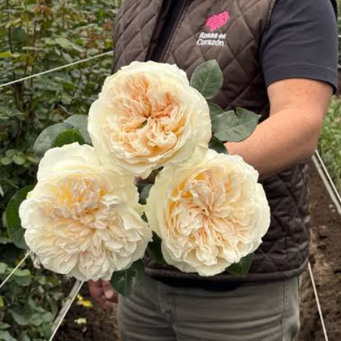 Fatima Gardens — Фатіма Ґарденс