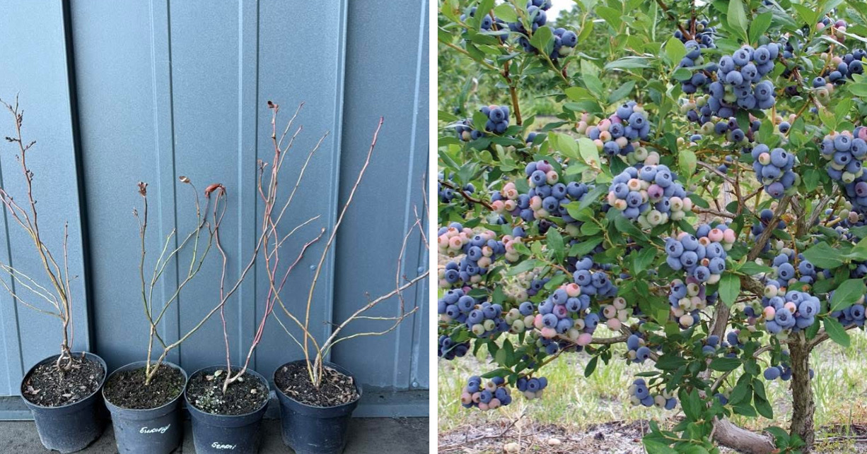 Набір лохин 2 річна сірка і добриво в подарунок