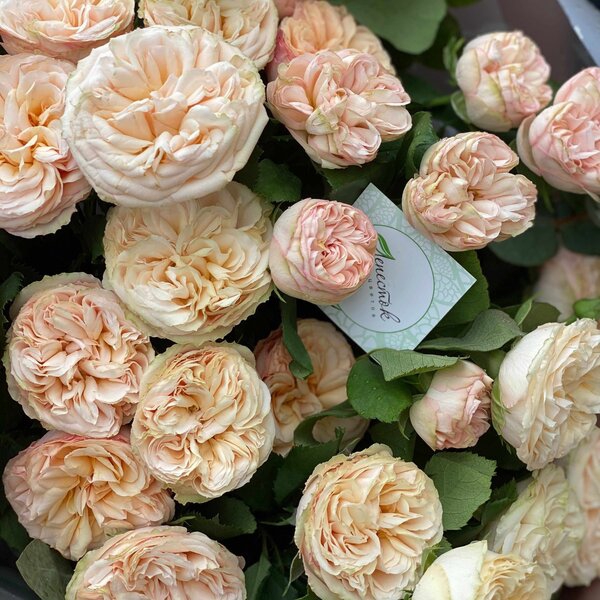 Джентл Трендсеттер — Gentle Trendsetter