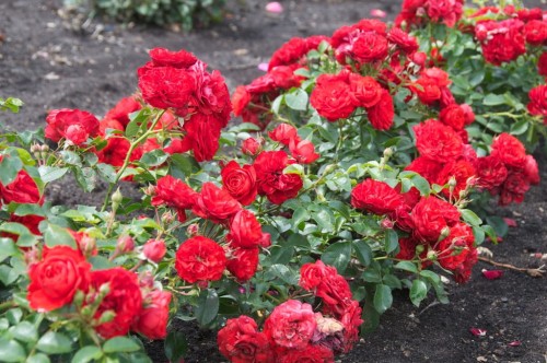 🌹 Троянда Miniature Red Okrywowa