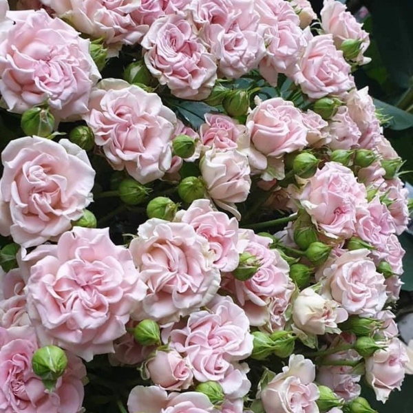 Світ Флоу — Sweet Flow