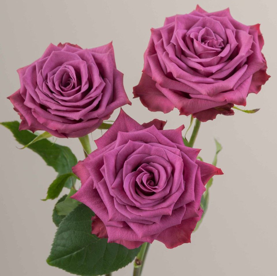 Блюберрі (Blueberry)