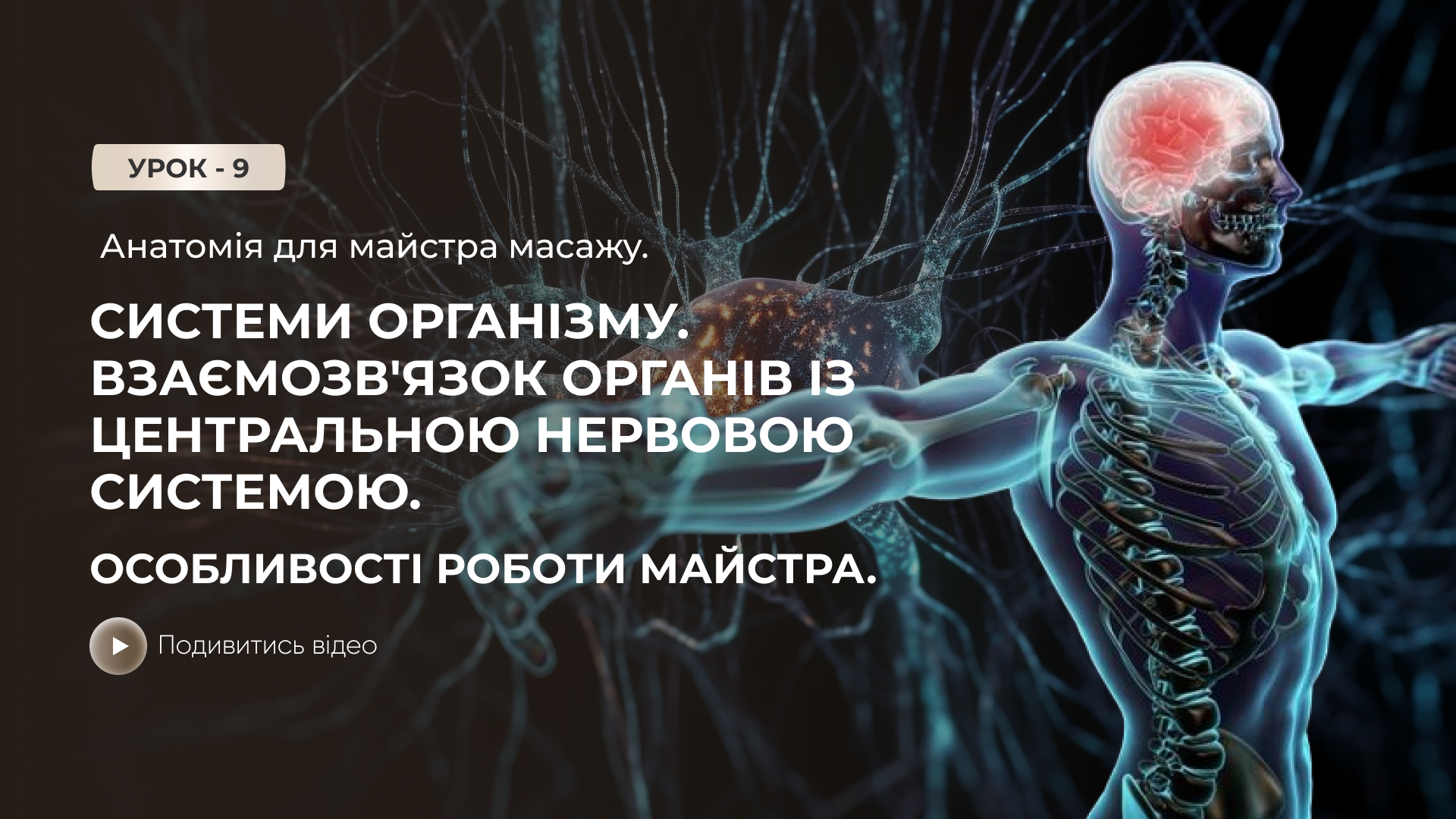 Онлайн-урок: Анатомія для майстра масажу. Системи організму. Взаємозв'язок органів з центральною нервовою системою. Особливості роботи майстра.