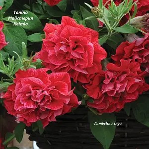 Петунія Tumbelina Inga червоного кольору.