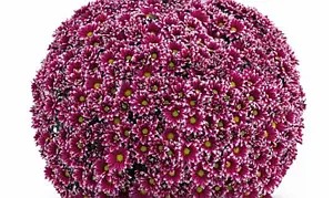 Хризантема Мультифлора Salto Violet Blanc (касетна розсада)