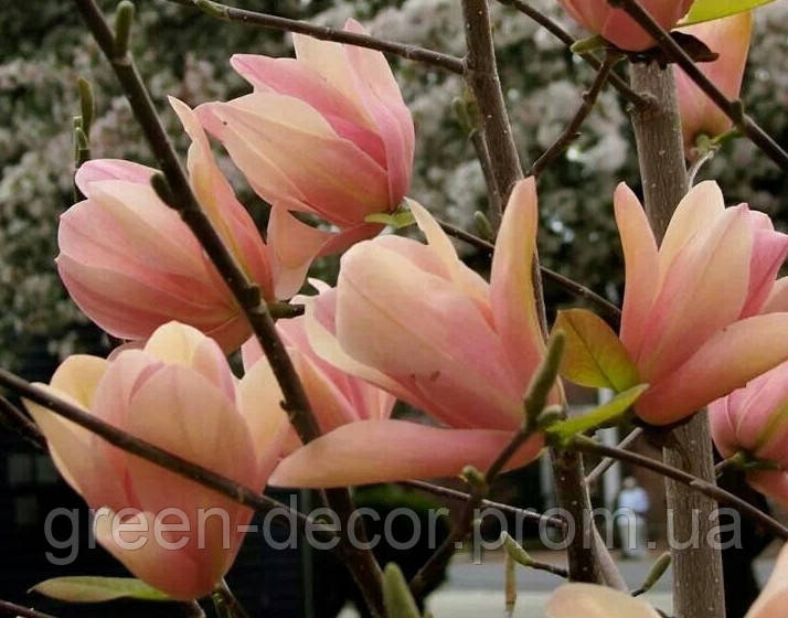 Магнолія 'Coral Lake' (Magnolia 'Coral Lake') — 60-90, C5/C7,5