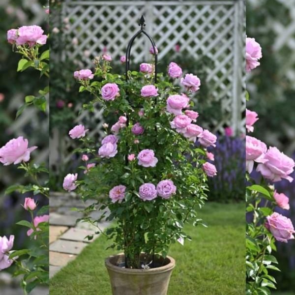 Розіє Александра Девід Ніл — Rosier Alexandra David Neel