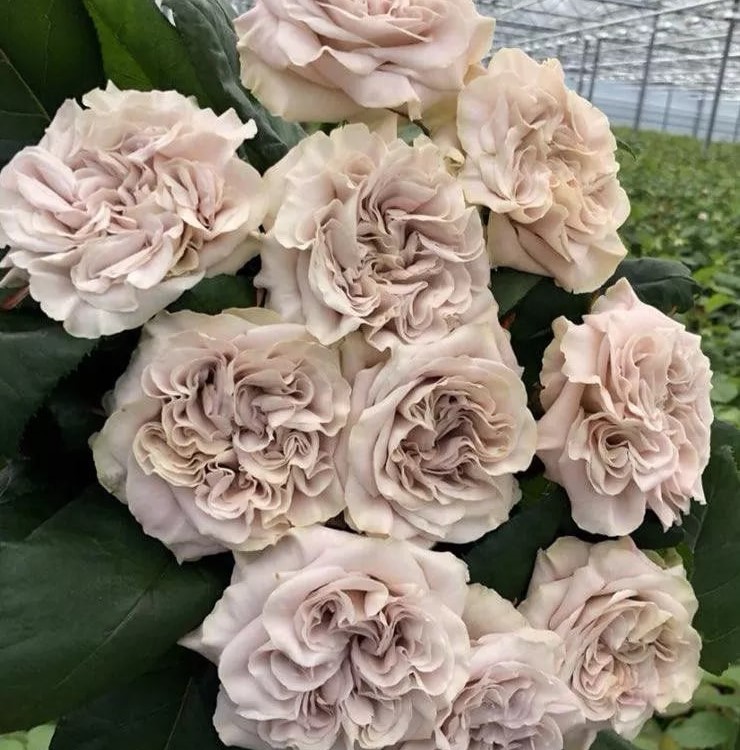 Вестмінстерське Абатство (Westminster Abbey)