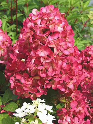 Гортензія волотиста Diamant Rouge
