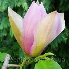 Магнолія brooklynensis 'Eva Maria' (Magnolia brooklynensis 'Eva Maria') — 65-100, C5/C7,5