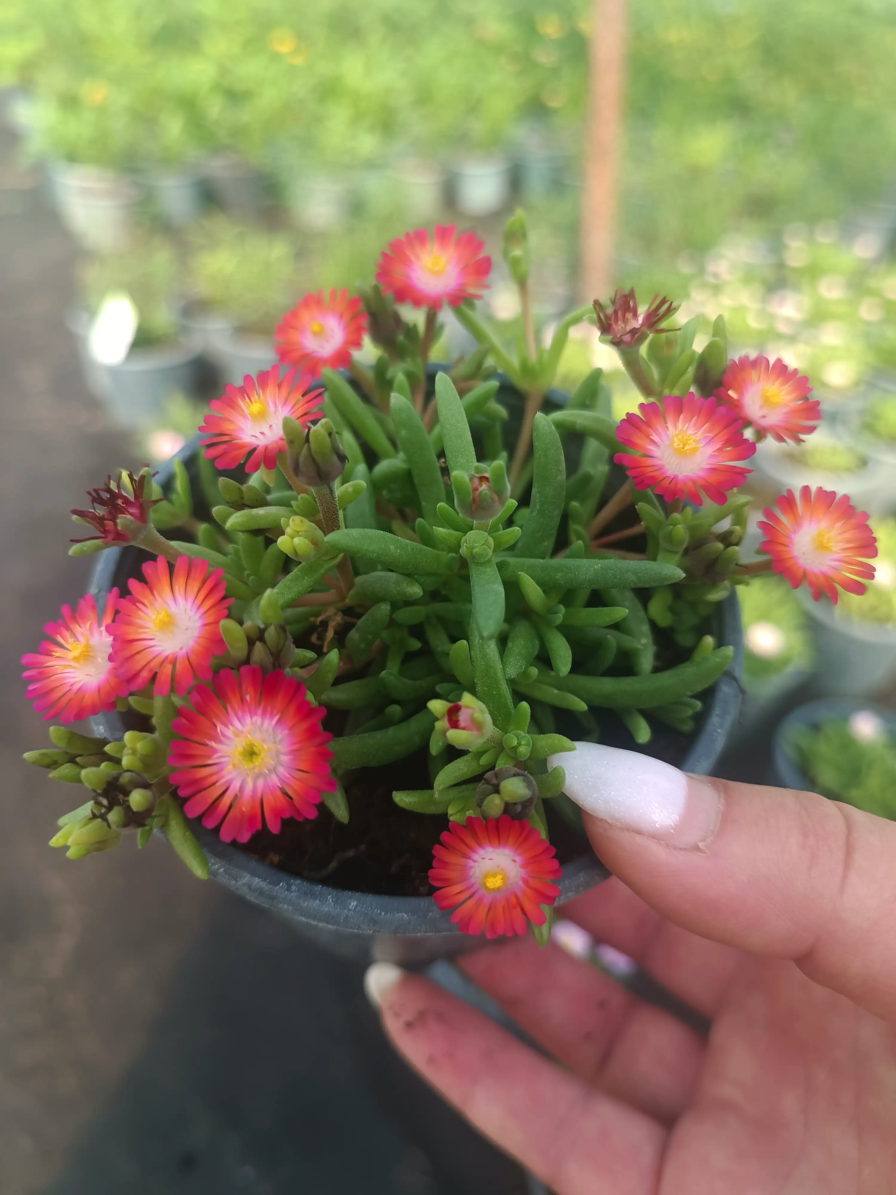 Делосперма Jewel of Desert Garnet в горщику р.10