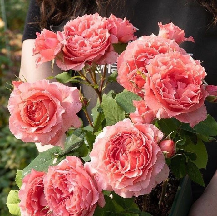 Корал Желе (Corail Gelee)