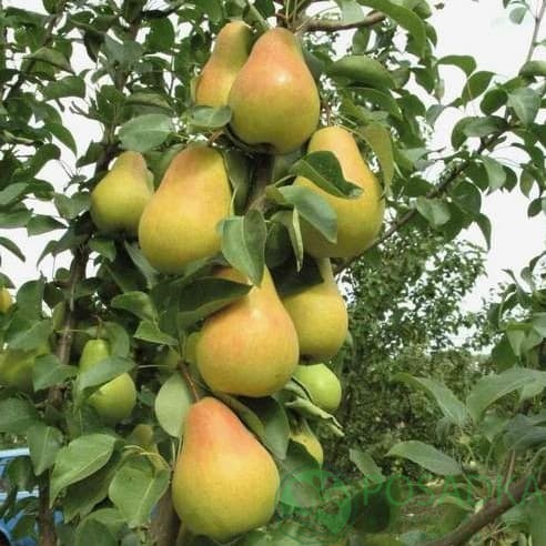 Колоновидна груша Медова