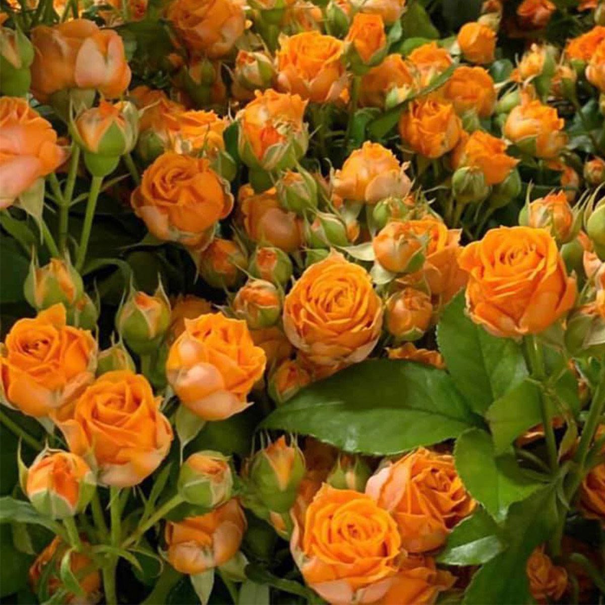 Корал Баблс (Coral Babbles)