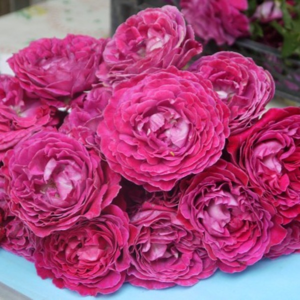 Сент оф Вумен — Scent of Woman