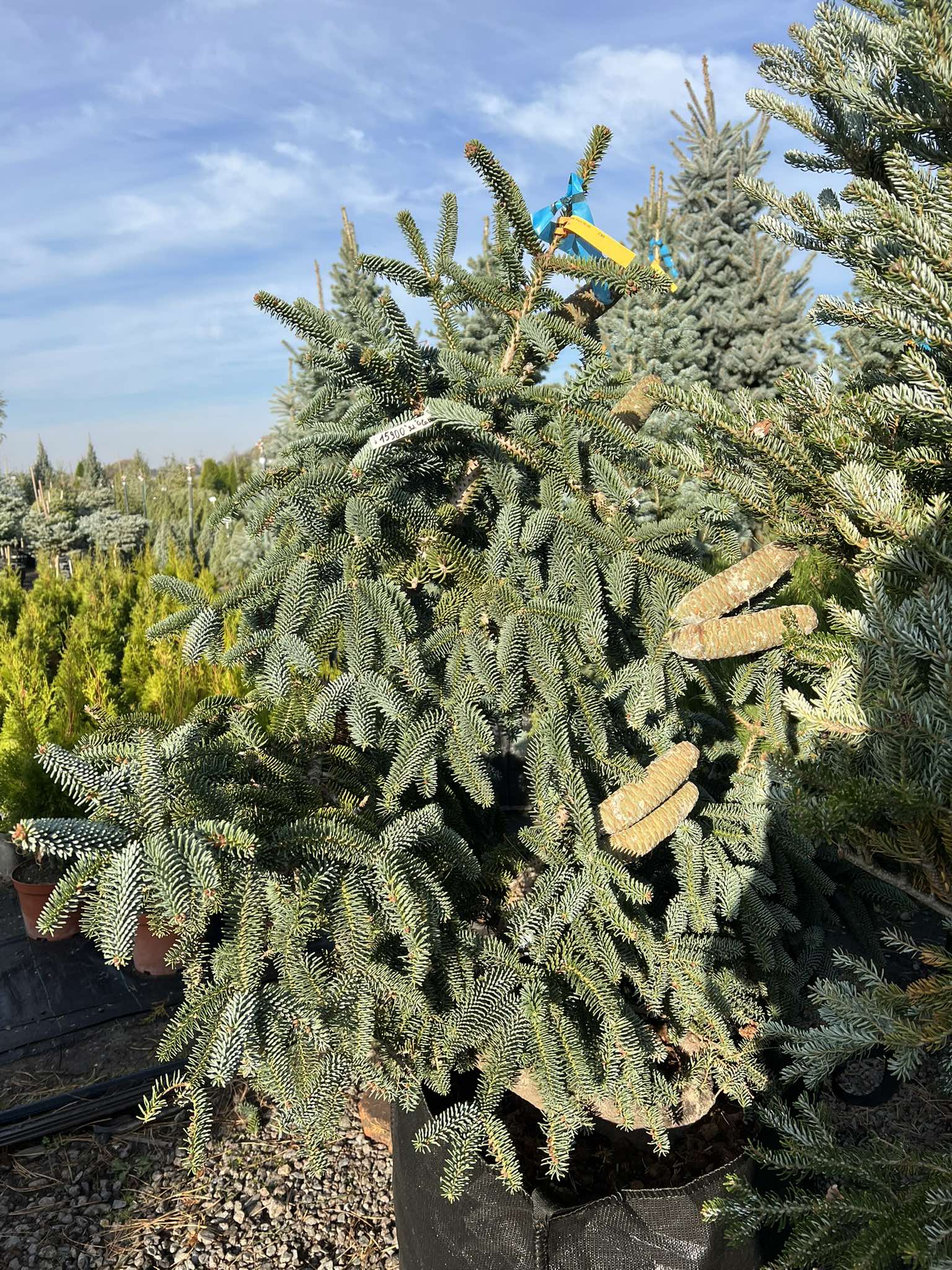 Ялиця іспанська Glauca