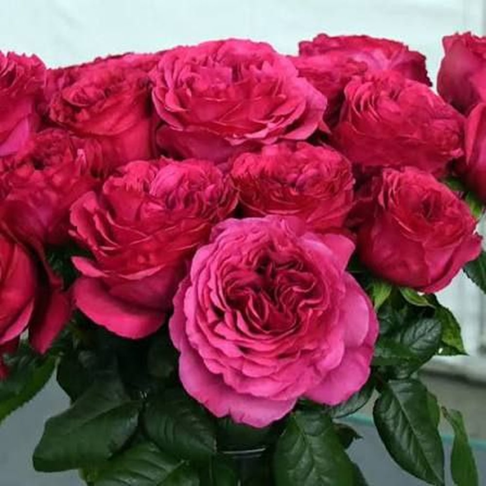 Принцеса Кіші (Princess Kishi)