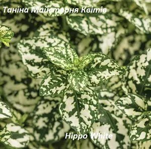 Гіпоестес зеленого кольору (касетна розсада)