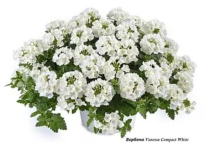 Вербена (касетна розсада) Vanessa Compact White.