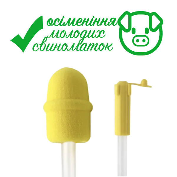 Катетер з затиском для осіменіння ремонтних (молодих) свиноматок