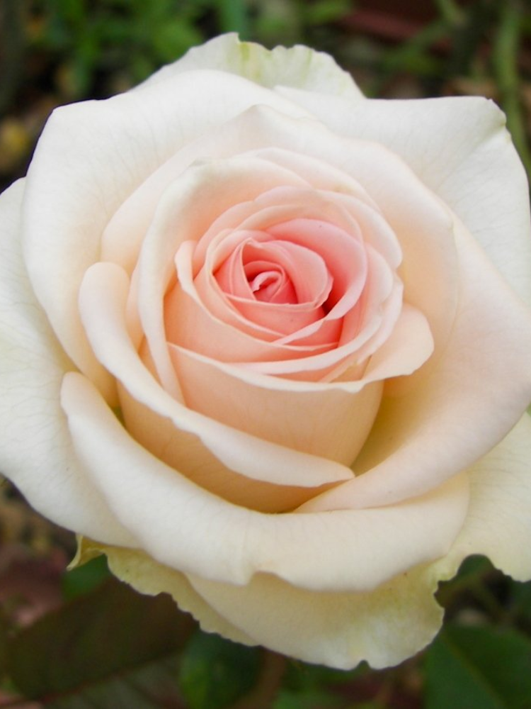 Троянда чайно-гібридна La Perla