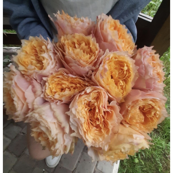 Шайн Он — Shine On