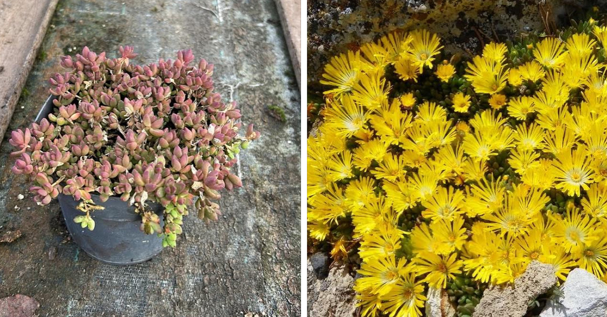 Алмазник жовтий 1,5 л