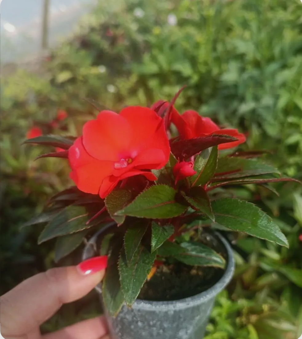 Бальзамін Новогвінейський Magnum Red в горщику р.10